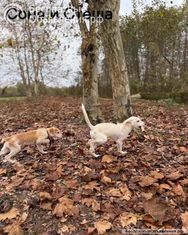 Сестры по несчастью, которые заслужили шанс на любовь