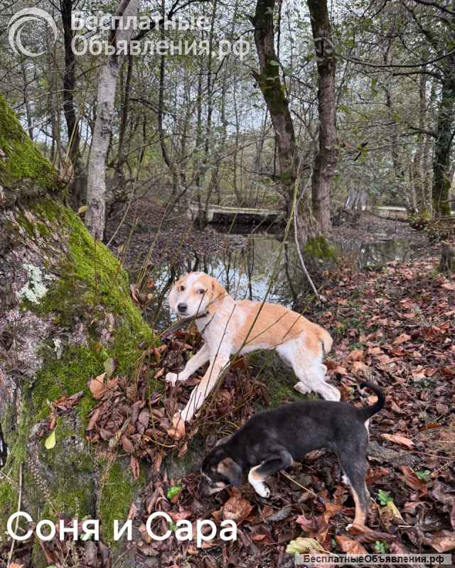 Сестры по несчастью, которые заслужили шанс на любовь