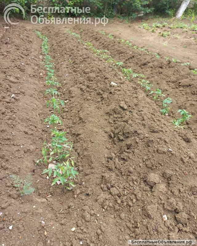 Дачу в СНТ Залив