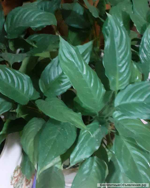 Недорого садовые, комнатные растения, цветы, саженцы