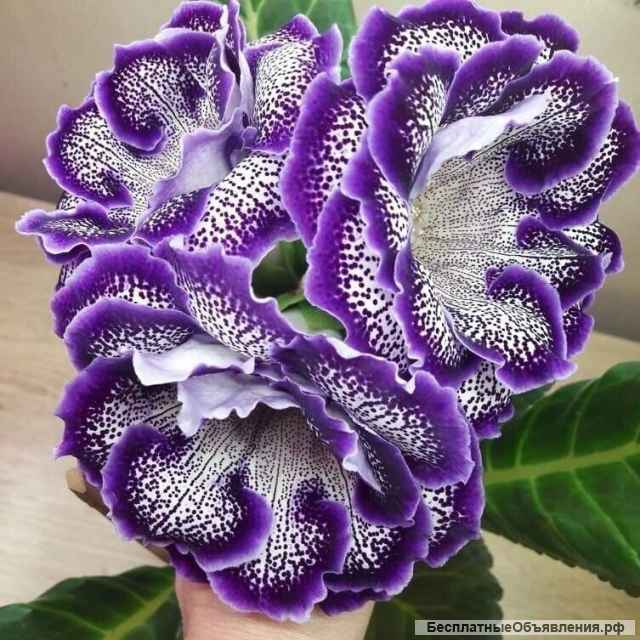 Недорого садовые, комнатные растения, цветы, саженцы