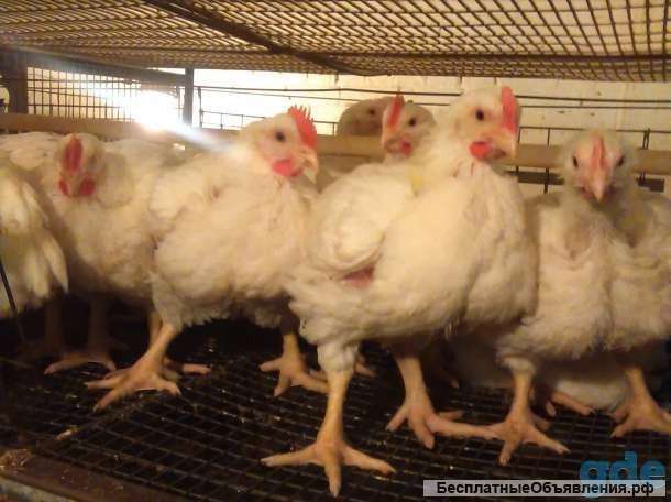 Цыплята бройлеры и венгерки