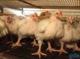 Цыплята бройлеры и венгерки