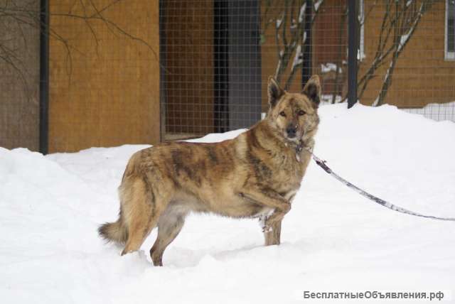 Тара тигровая красавица ищет дом