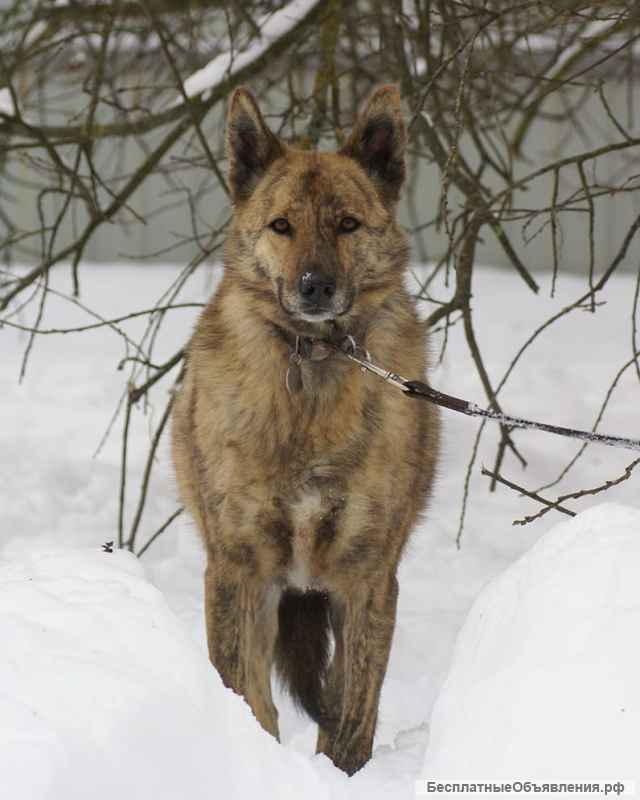 Тара тигровая красавица ищет дом