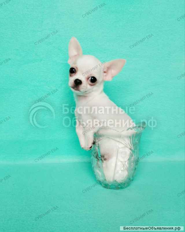 Щеночки Чихуахуа