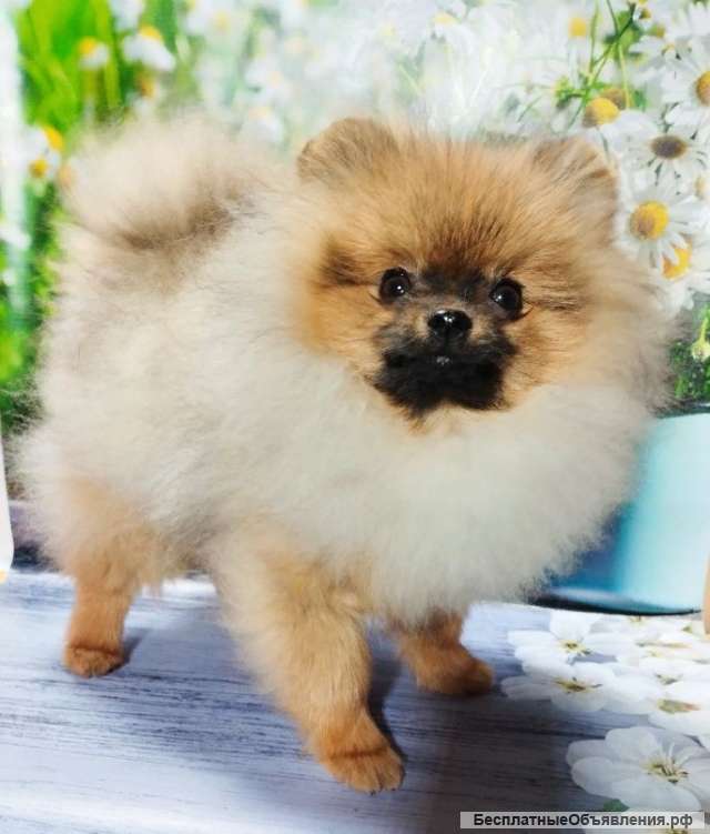 Шпиц мини альчик