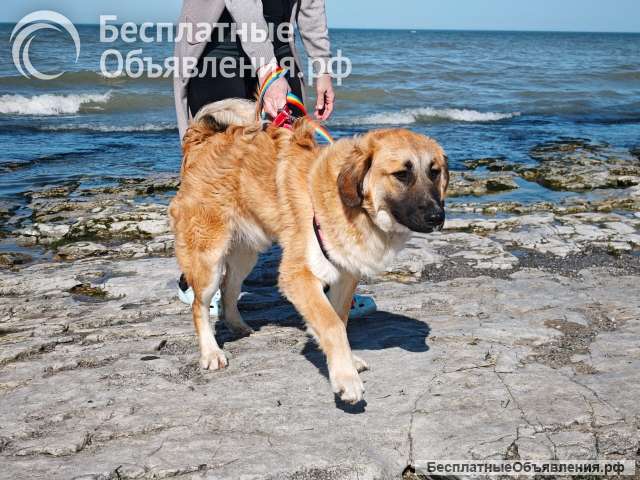 Метис лабрадора Амир- отличный компаньон Щенок-подросток