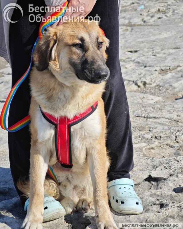 Метис лабрадора Амир- отличный компаньон Щенок-подросток