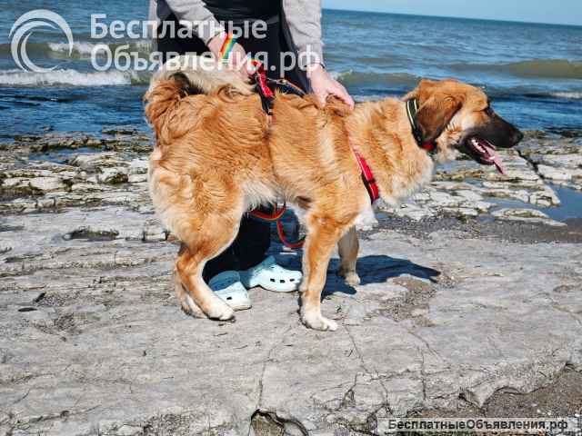Метис лабрадора Амир- отличный компаньон Щенок-подросток