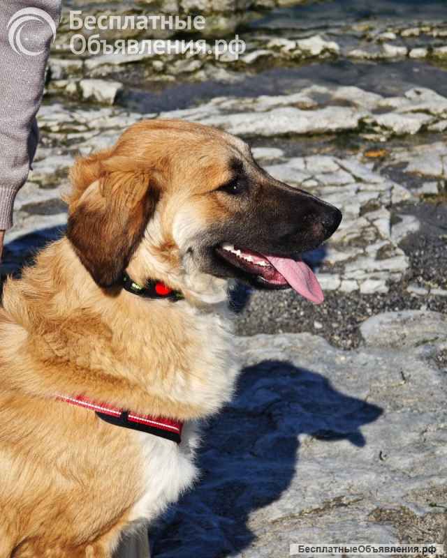 Метис лабрадора Амир- отличный компаньон Щенок-подросток