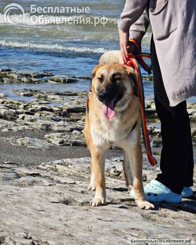 Метис лабрадора Амир- отличный компаньон Щенок-подросток