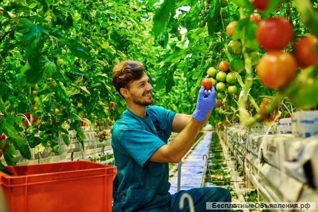Овощевод от 50 000 рублей