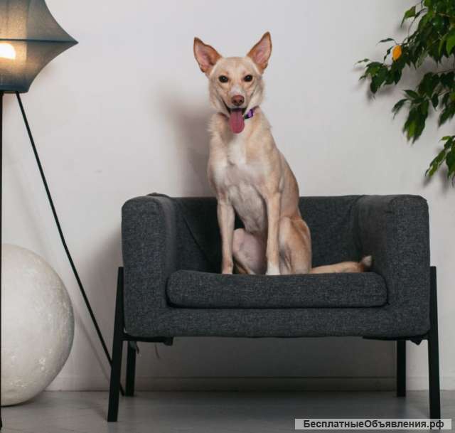 Белочка - собачка без части задних лапок ищет своего человека