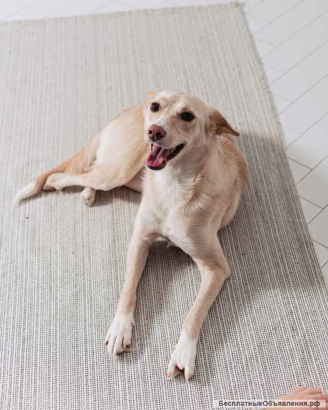 Белочка - собачка без части задних лапок ищет своего человека