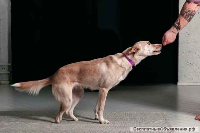 Белочка - собачка без части задних лапок ищет своего человека