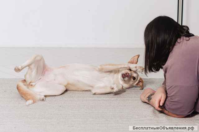 Белочка - собачка без части задних лапок ищет своего человека