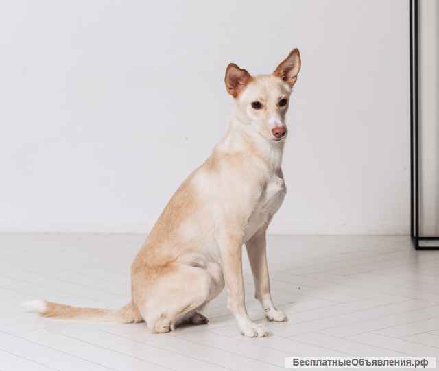 Белочка - собачка без части задних лапок ищет своего человека