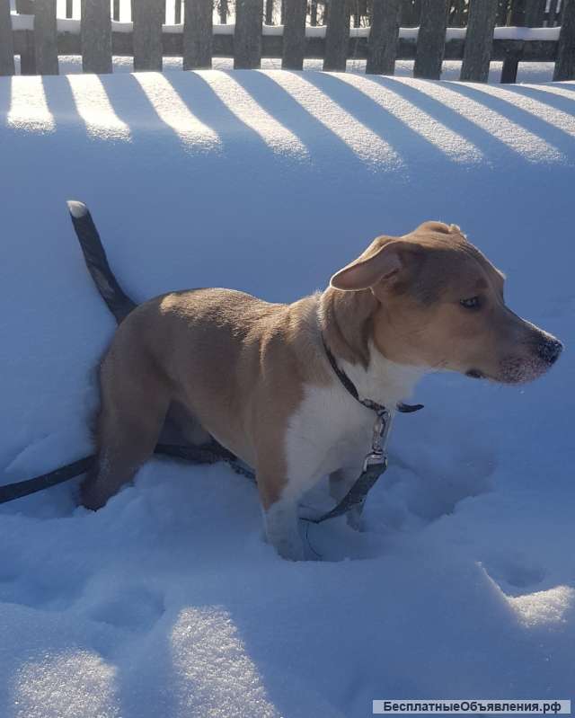 Щенок метис стаффа 5-6 мес. Вологда