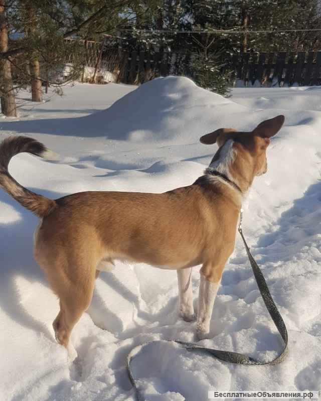 Щенок метис стаффа 5-6 мес. Вологда