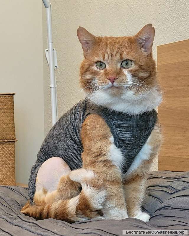 Кот Рыжик ищет дом