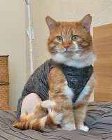 Кот Рыжик ищет дом