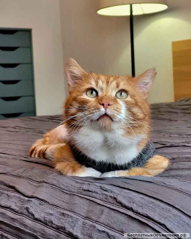 Кот Рыжик ищет дом