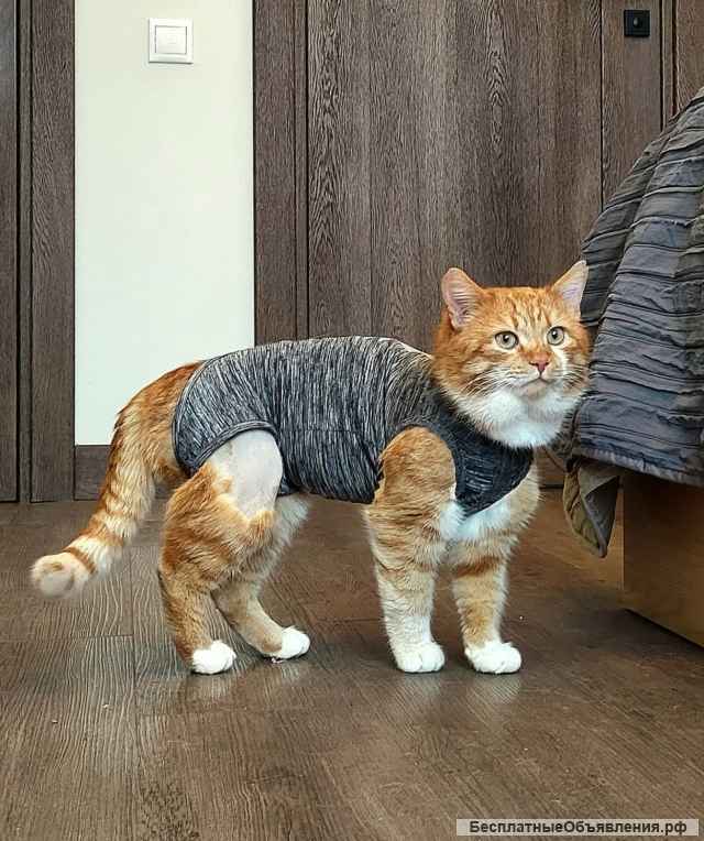 Кот Рыжик ищет дом