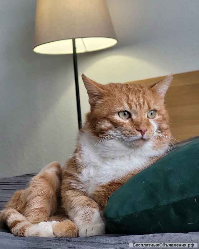 Кот Рыжик ищет дом