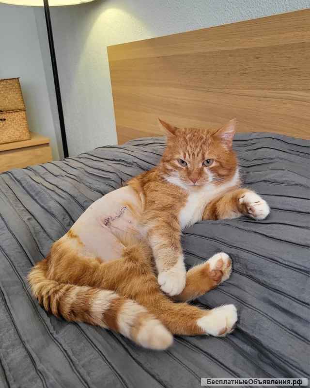 Кот Рыжик ищет дом