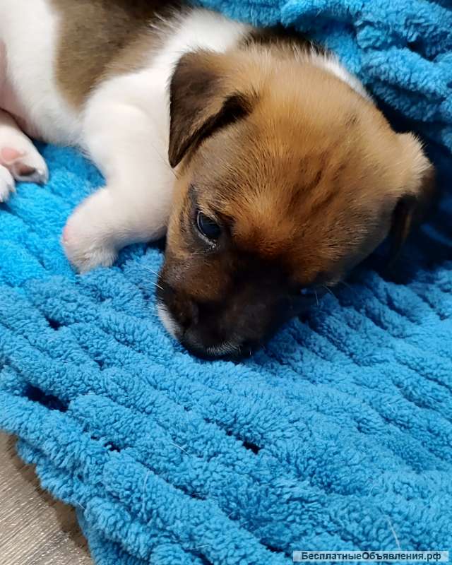 Щенки Джек рассел терьер