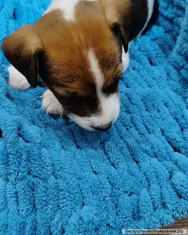 Щенки Джек рассел терьер