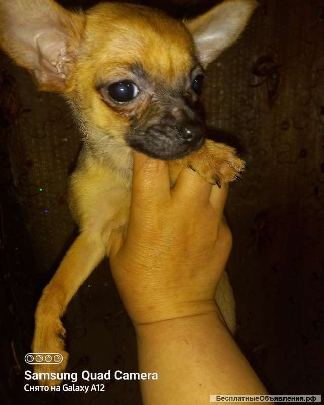 Чихуахуа мини девочка