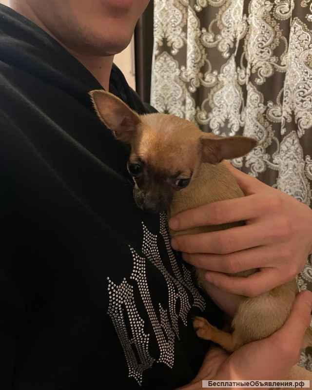 Чихуахуа мини девочка