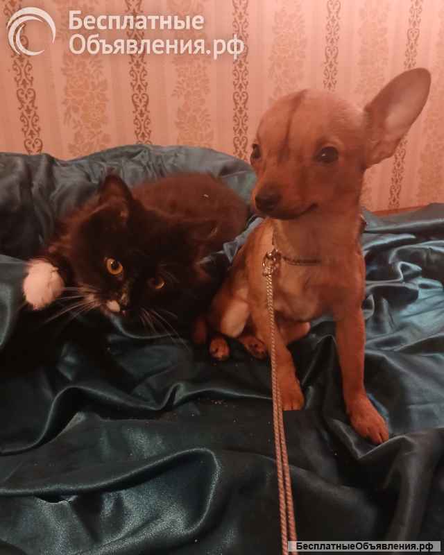 Чихуахуа мини девочка