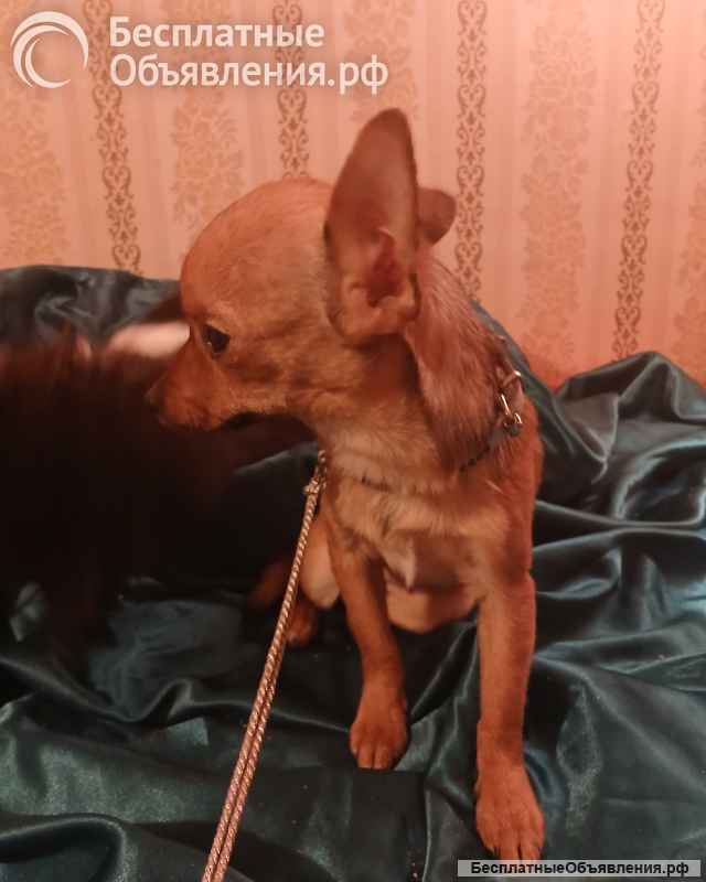 Чихуахуа мини девочка