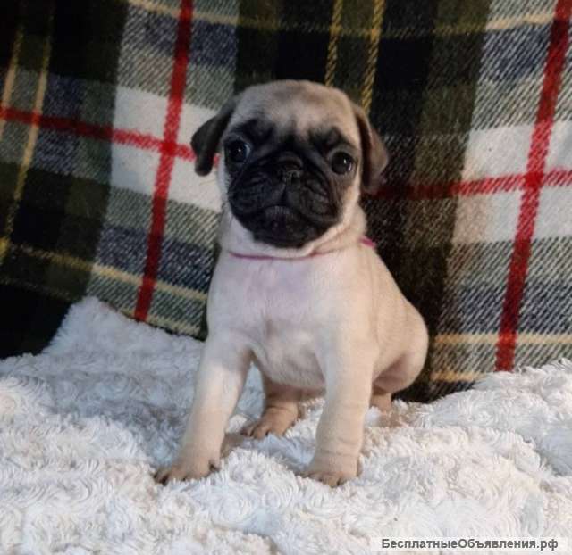 Мопсы щеночки черного и бежевого окраса