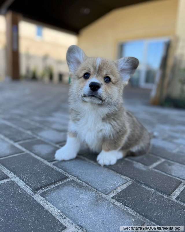 Вельш Корги Девочки и Мальчики