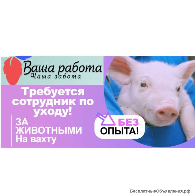 Уход за животными