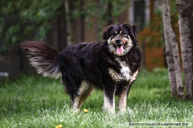 Дейв идеальный компаньон для семьи В добрые руки