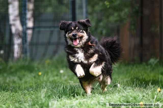Дейв идеальный компаньон для семьи В добрые руки