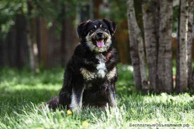 Дейв идеальный компаньон для семьи В добрые руки