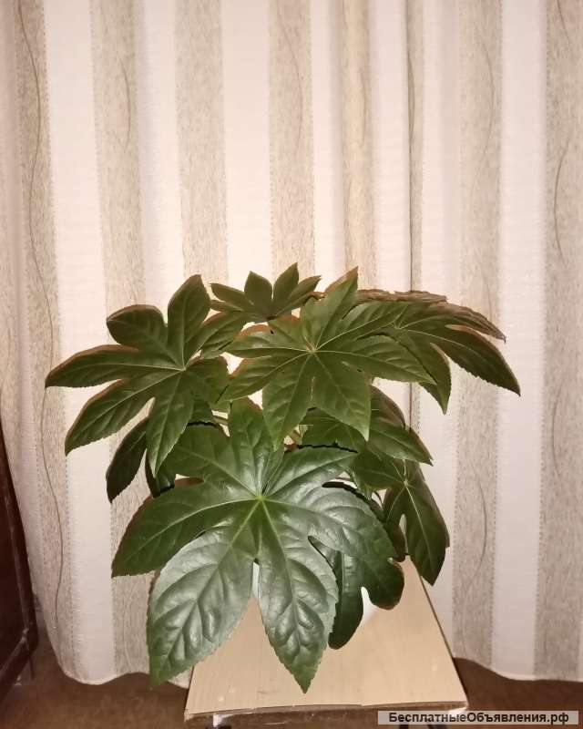 Фатсия японская (Аралия японская)