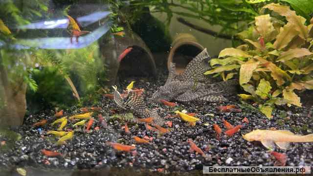 Креветки ассорти