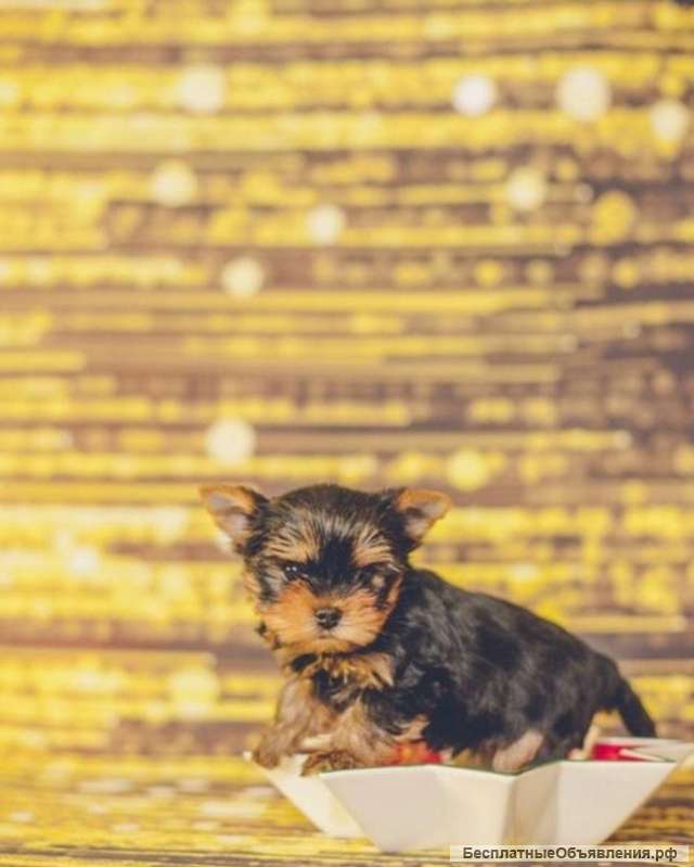 Йорк Терьеры щеночки 3 месяца