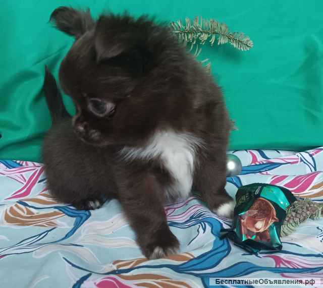 Чудесный парень чихуахуа