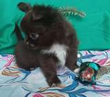 Чудесный парень чихуахуа