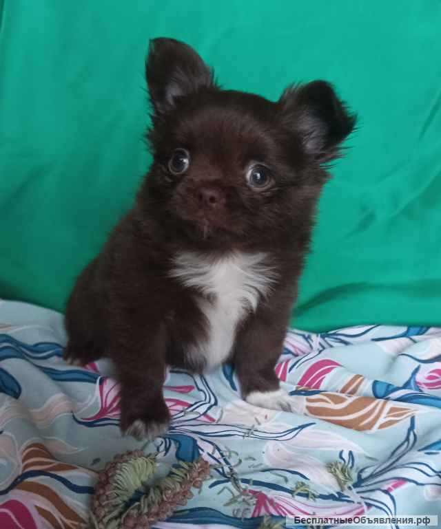 Чудесный парень чихуахуа