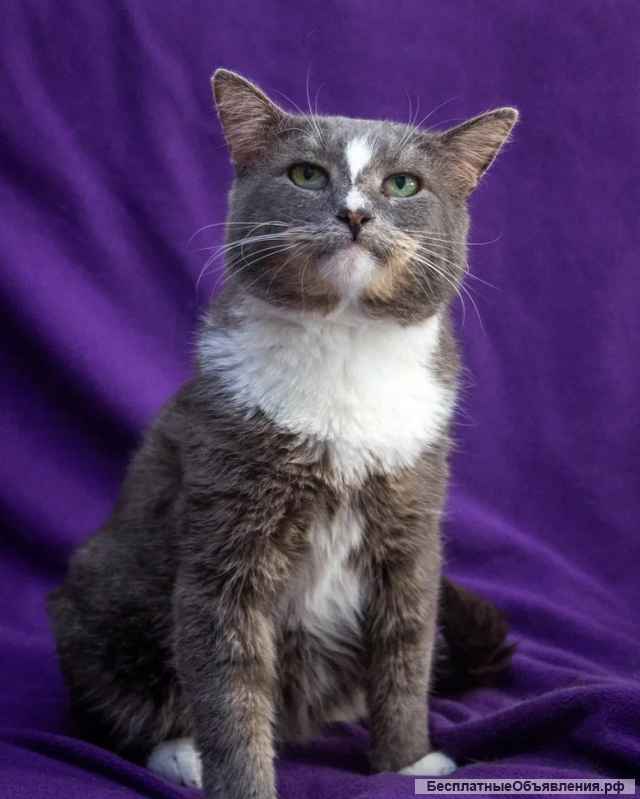 Ласковый кот Гермес ищет семью