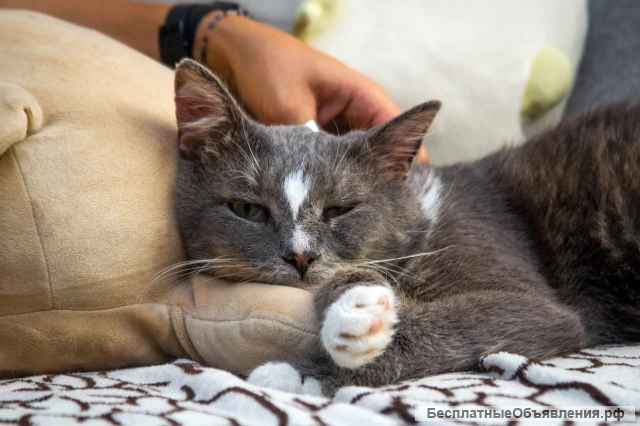 Ласковый кот Гермес ищет семью